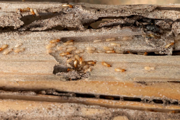 Best Pest Prevention Services  in Peach Lake, NY