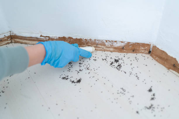 Best Flea Control Services  in Peach Lake, NY